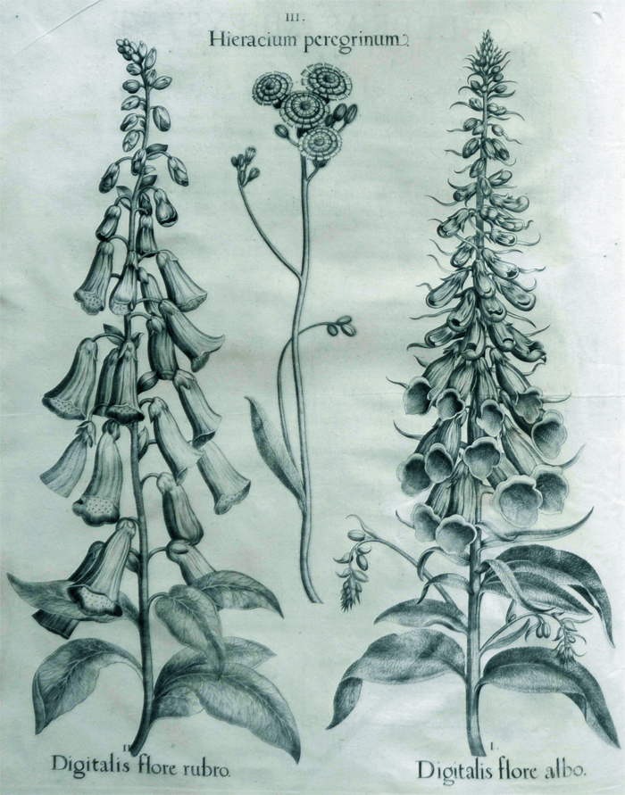 digitalis-flore-albo digitalis-flore-albo