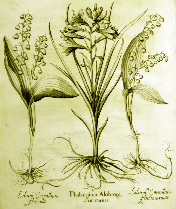phalangium-alobrogi-cum-maius