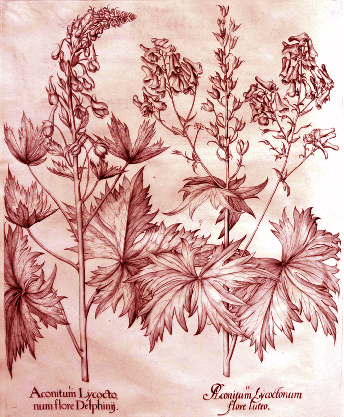 aconitum-lycocto-num-flore-delphinij
