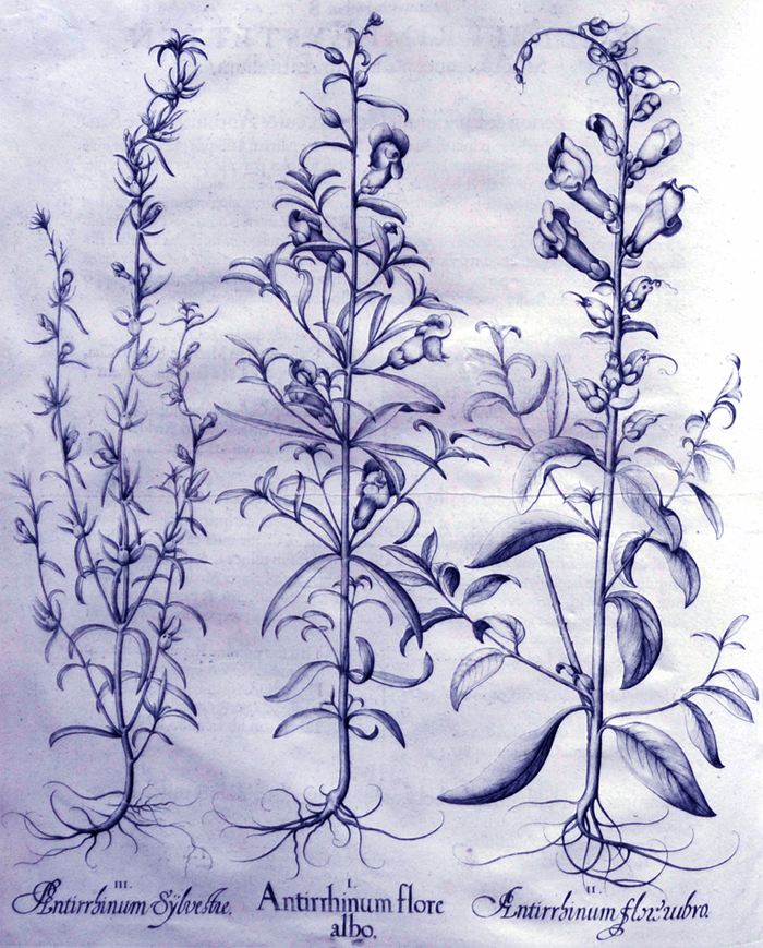 antirrhinum-flore-albo