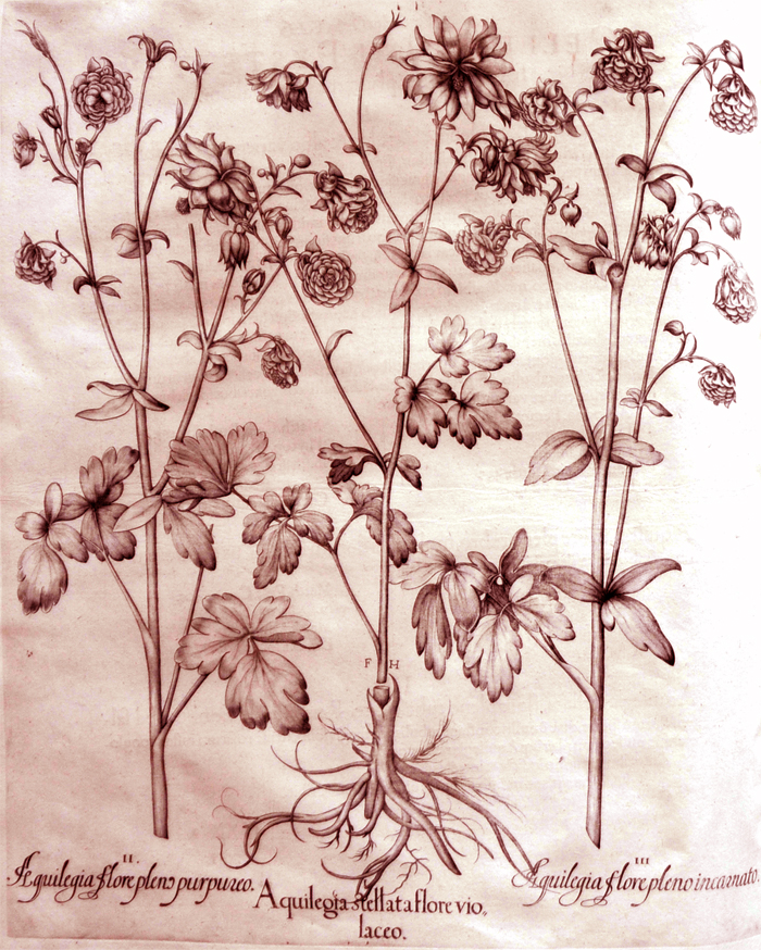 aquilegia-stellata-flore-violaceo aquilegia-stellata-flore-violaceo