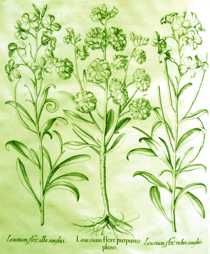 leucoium-flore-purpureo-pleno