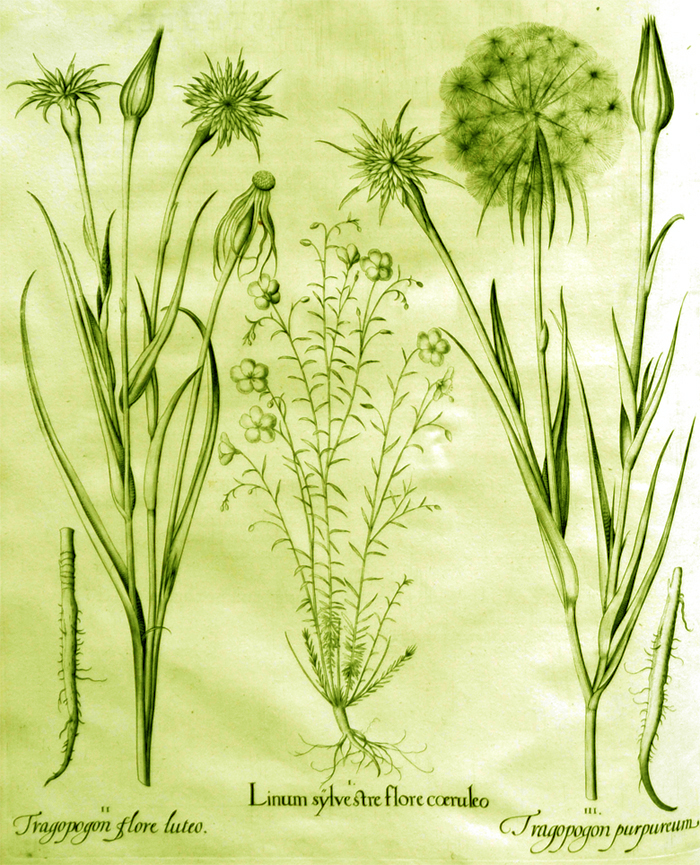 linum-sylvestre-flore-coeruleo linum-sylvestre-flore-coeruleo