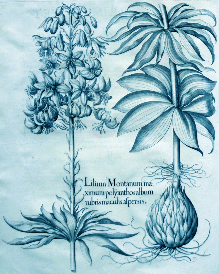 lilium-montanum-maximum-polyanthos-album-rubris-maculis-aspersis lilium-montanum-maximum-polyanthos-album-rubris-maculis-aspersis
