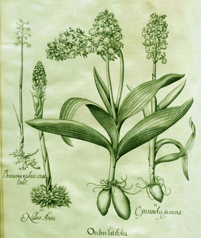orchis-latifolia orchis-latifolia
