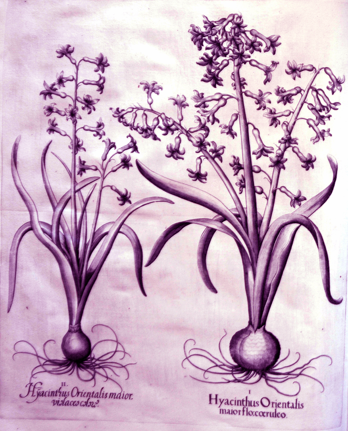 Hyacinthus-Orientalis-maior-flore-coeruleo
