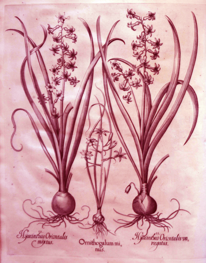 Ornithogalum-minus