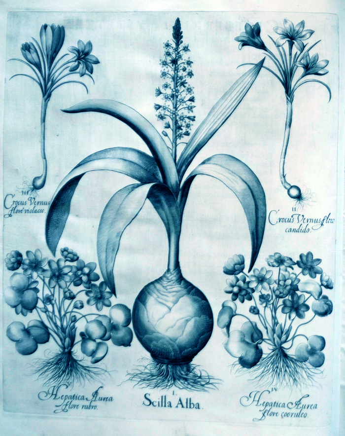 Scilla-alba