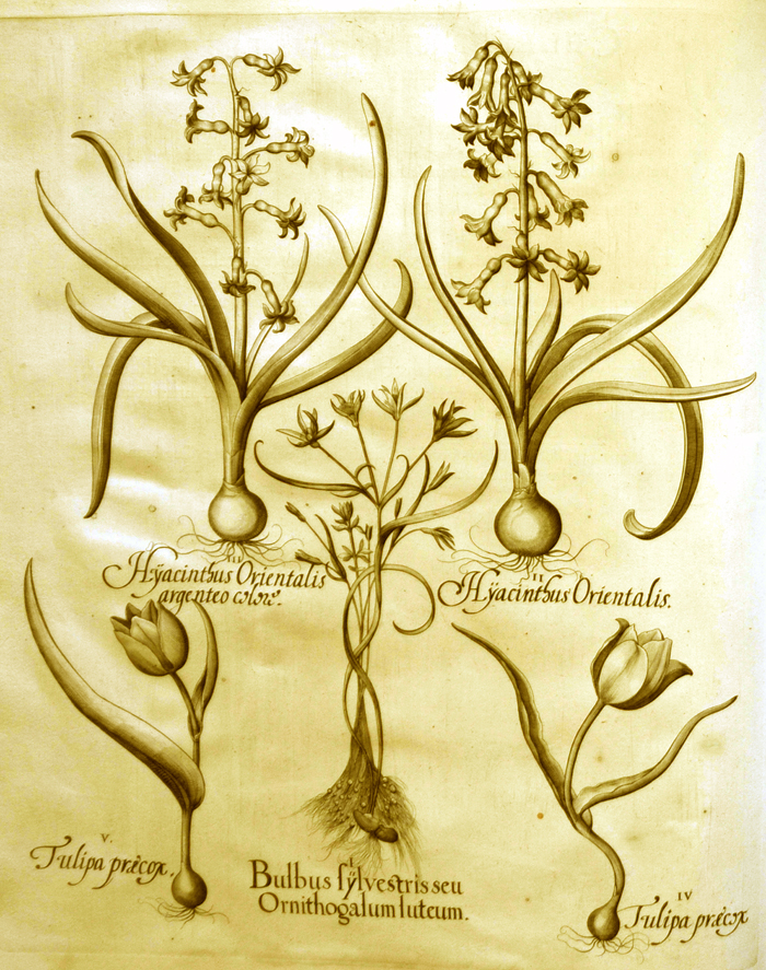 Bulbus-sylvestris-seu-Ornithgalum-luteum