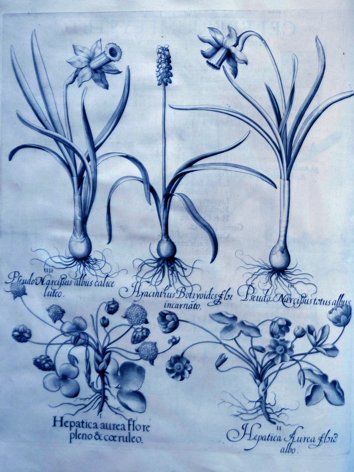 Hepatica-aurea-flore-pleno-et-coeruleo