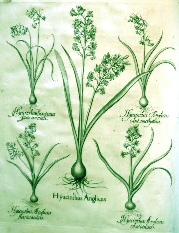 Hyacinthus-Anglicus