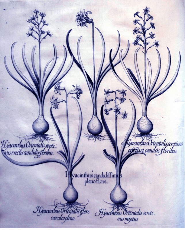 hyacinthus-candidissumus-pleno-flore
