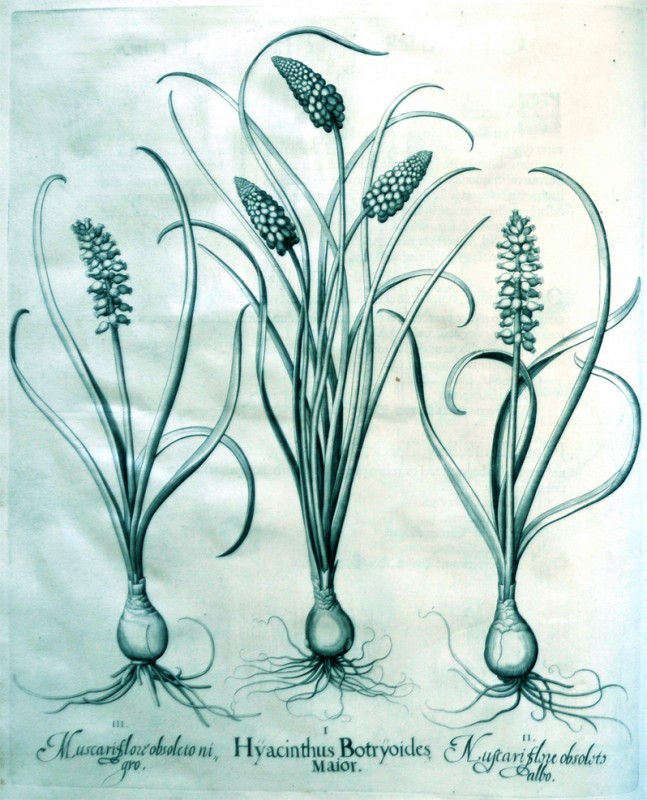hyacinthusbotryoidesmajor