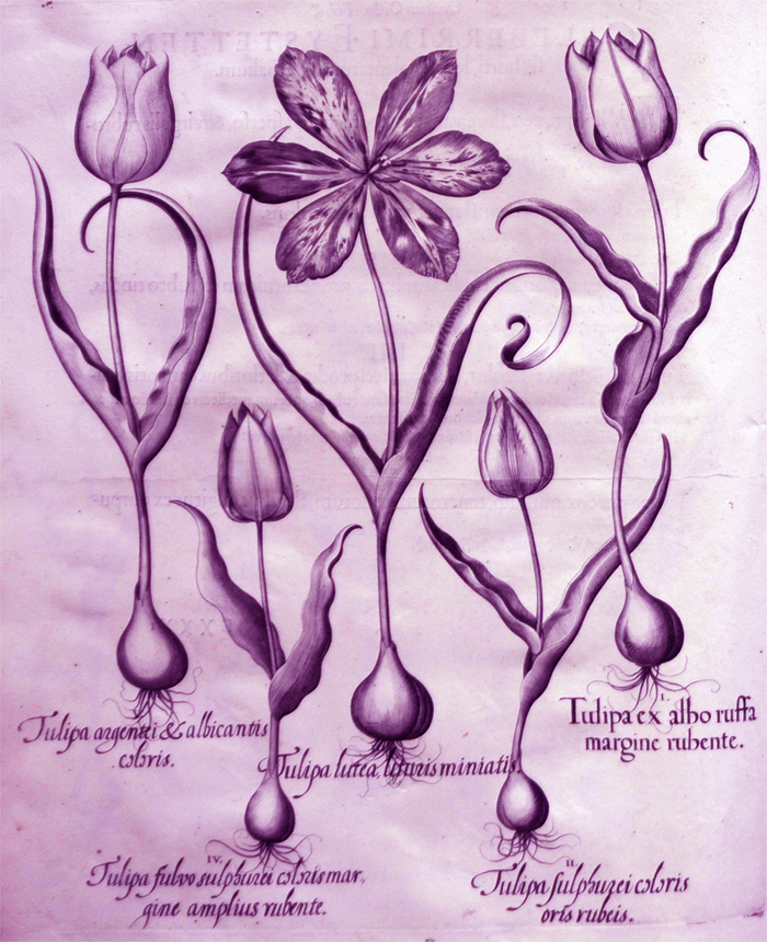 tulipa-ex-albo-ruffa-margine-rubente