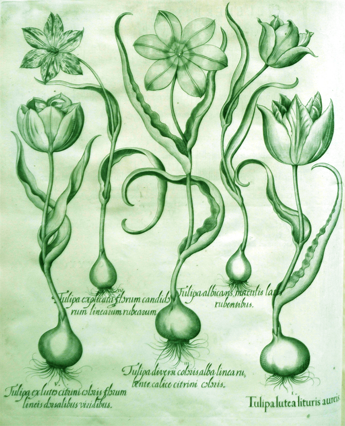 tulipa-lutea-lituris-aureis