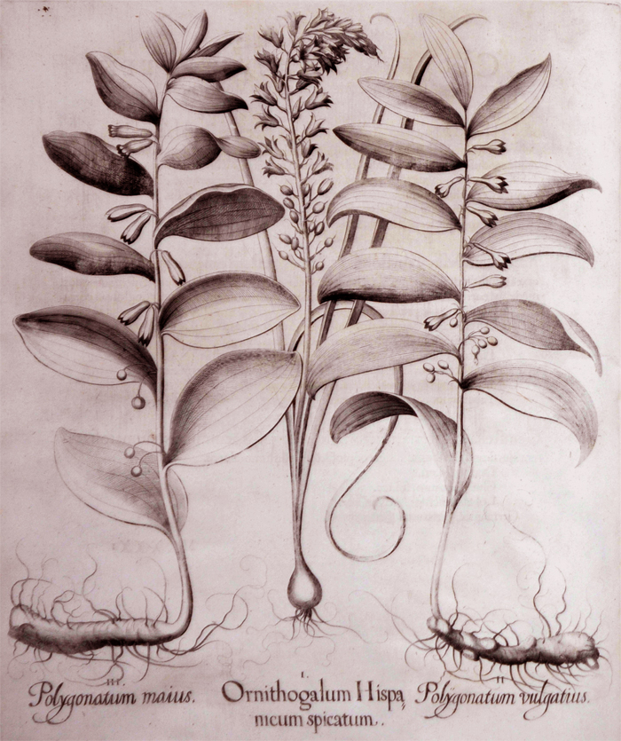 ornithogalum-hispanicum-spicatum