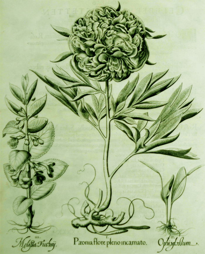 peonia-flore-pleno-incarnato