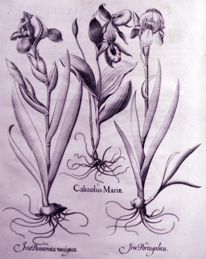 calceolus-mariae