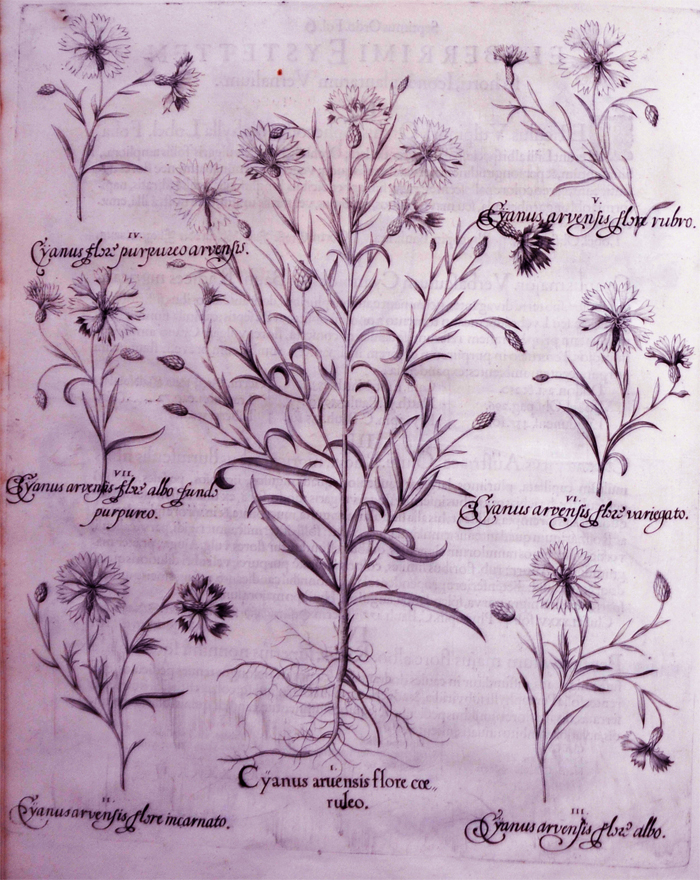 cyanus-aruensis-flore-coeruleo