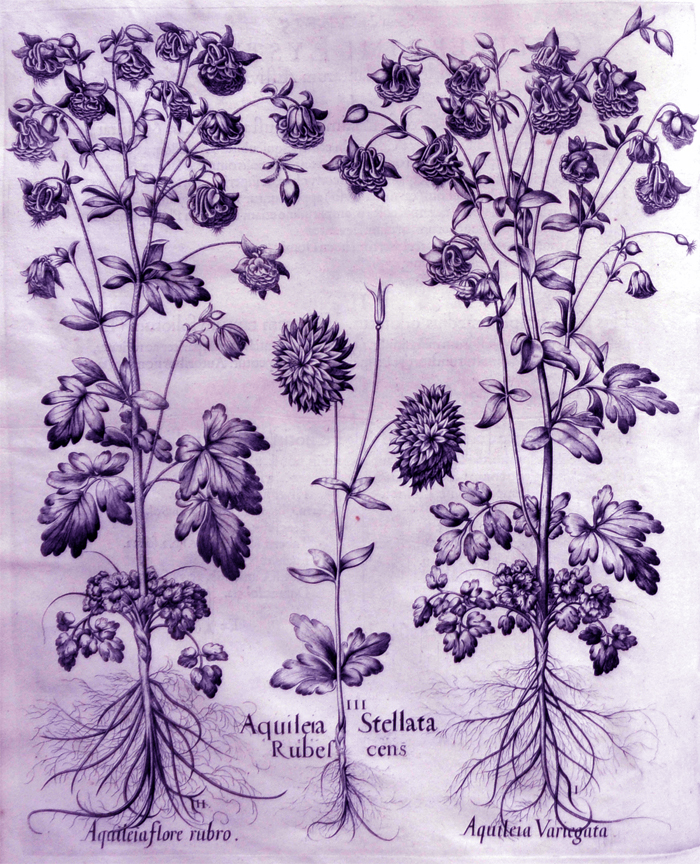 aquileia-variegata