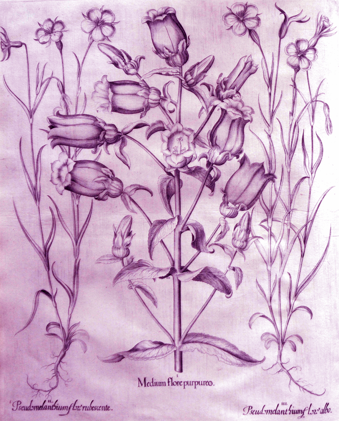 medium-flore-purpureo