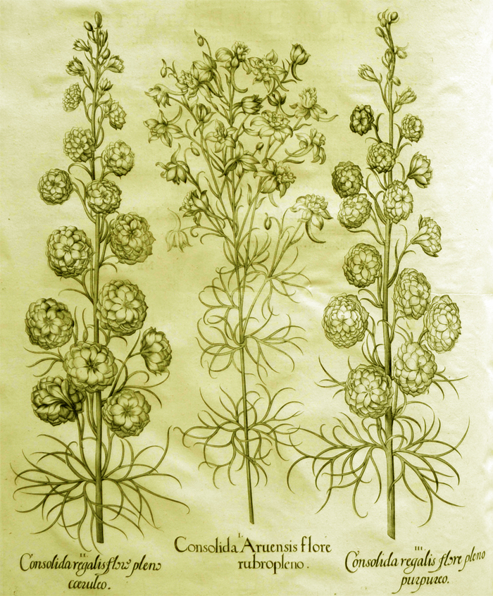 consolida-aruensis-flore-rubro-pleno