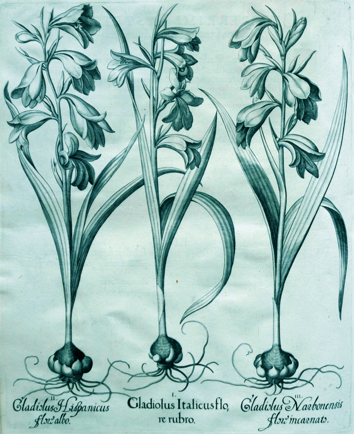 gladiolus-italicus-flore-rubro