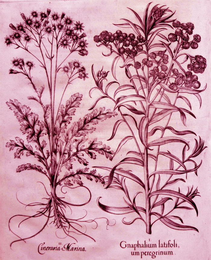 gnaphalium-latifolium-peregrinum