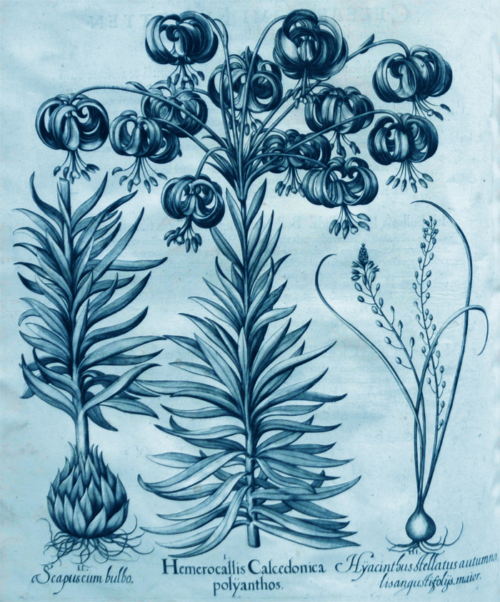 hemerocallis-calcedonia-polyanthos
