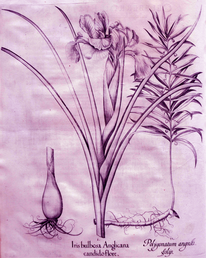 iris-bulbosa-anglicana-candido-flore