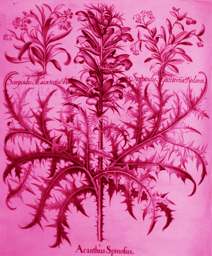 acanthus-spinosus