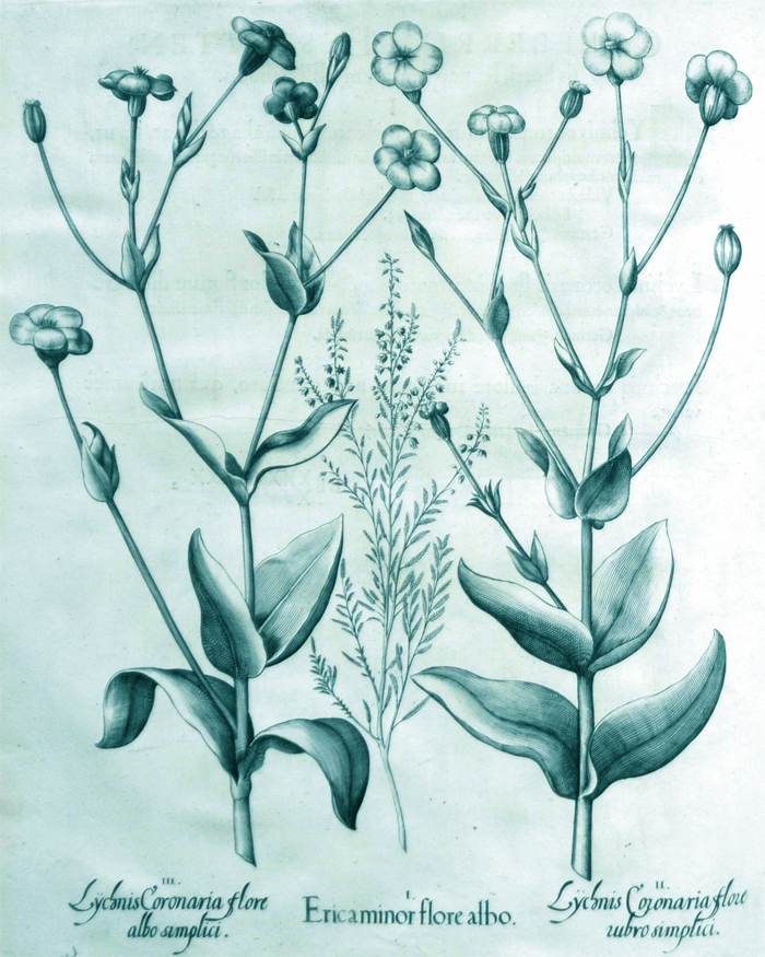 ericaminor-flore-albo