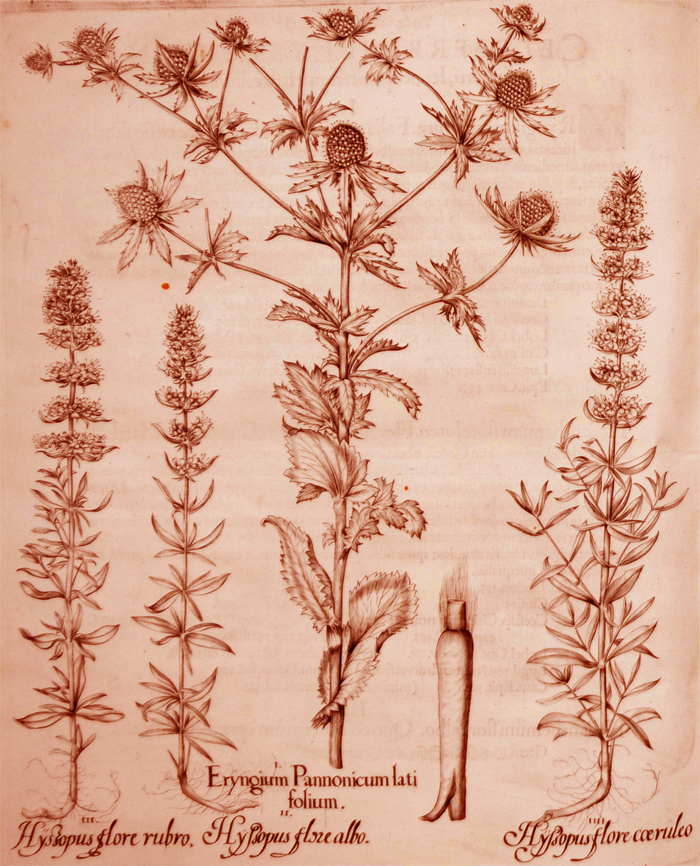 eryngium-pannonicum-latifolium